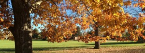 cropped-Crestmoor-Park-fall-shot1
